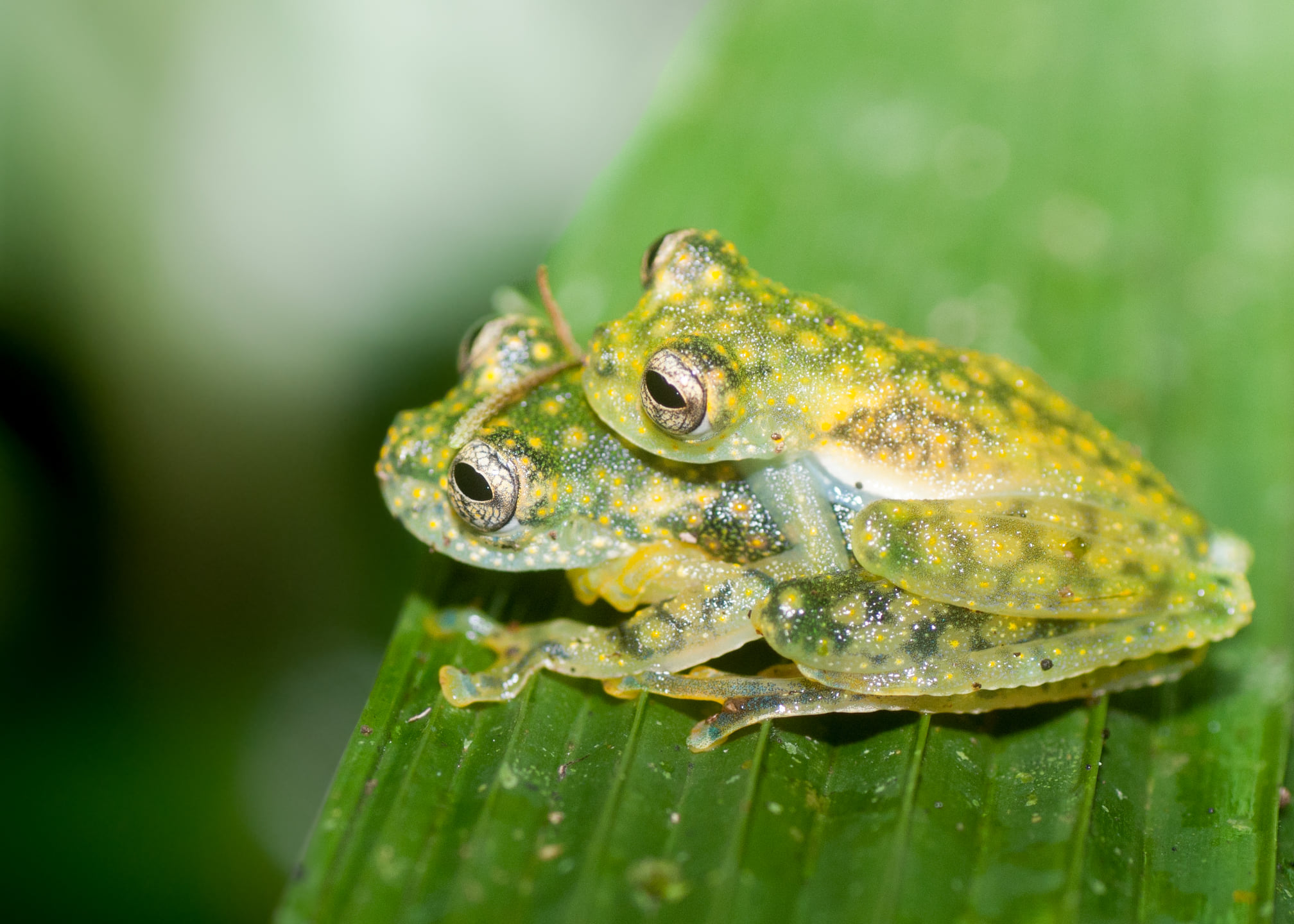 Yellow-flecked Glassfrogs at Tesoro Escondido